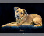 Small #1 Retriever  Mix