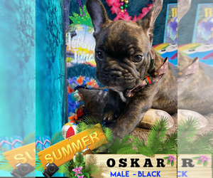 French Bulldog Puppy for sale in HEATHROW, FL, USA