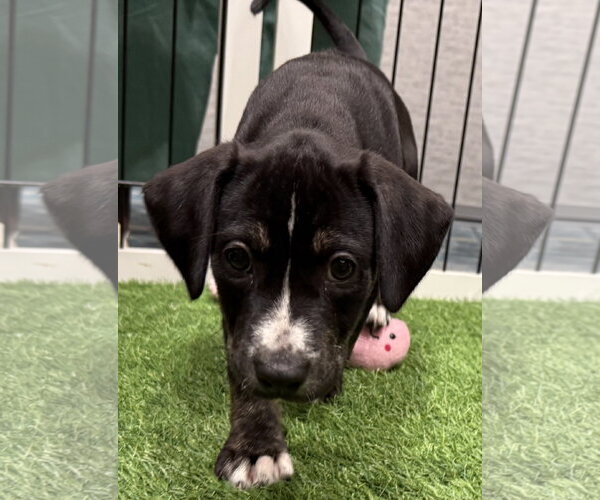 Medium Photo #3 Catahoula Leopard Dog-Unknown Mix Puppy For Sale in Sanford, FL, USA