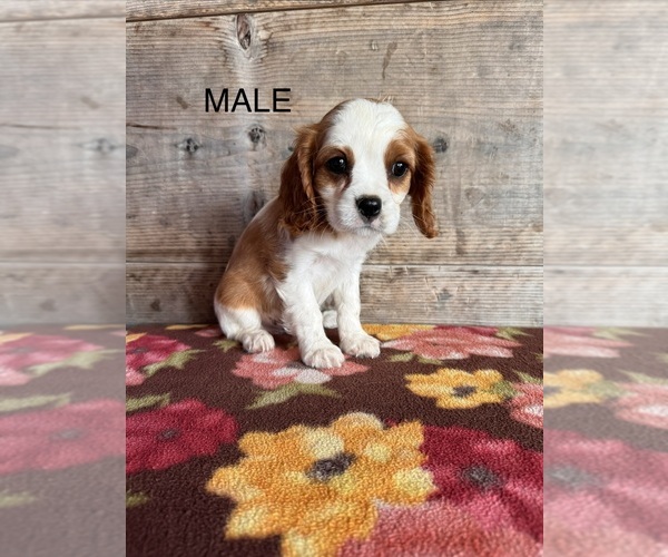 Medium Photo #13 Cavalier King Charles Spaniel Puppy For Sale in VERMONTVILLE, MI, USA