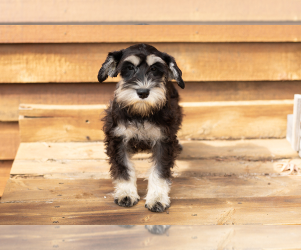 Medium Photo #2 Schnauzer (Miniature) Puppy For Sale in NAPPANEE, IN, USA