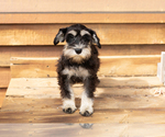 Small #1 Schnauzer (Miniature)
