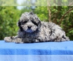 Small Poodle (Toy)