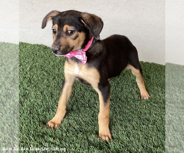 Medium Photo #3 German Shepherd Dog-Unknown Mix Puppy For Sale in San Diego, CA, USA