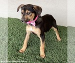 Small #2 German Shepherd Dog Mix