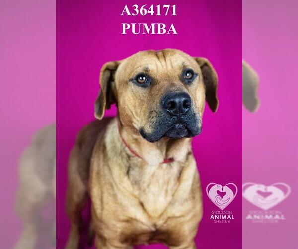 Medium Photo #2 Mastiff-Unknown Mix Puppy For Sale in Stockton, CA, USA