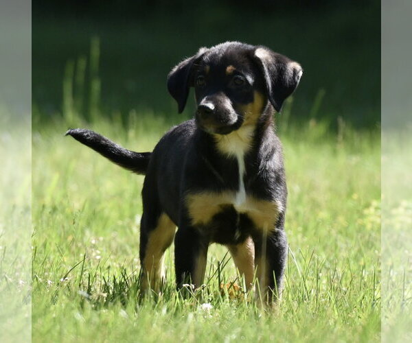 Medium Photo #2 Shepweiller Puppy For Sale in Mechanicsburg, PA, USA