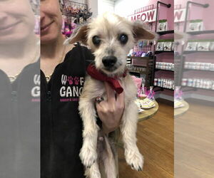 Mutt Dogs for adoption in Raleigh, NC, USA