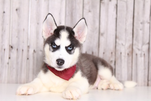 Medium Photo #1 Siberian Husky Puppy For Sale in MOUNT VERNON, OH, USA