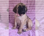 Small #4 Cane Corso