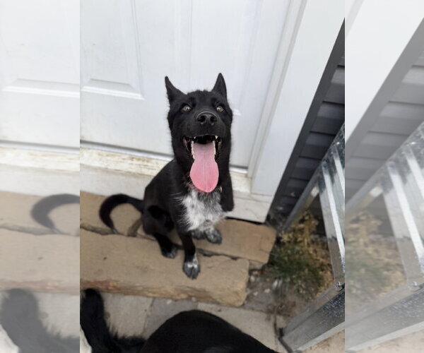 Medium Photo #3 Siberian Husky-Unknown Mix Puppy For Sale in FAIRLAWN, OH, USA