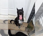 Small #2 Siberian Husky Mix