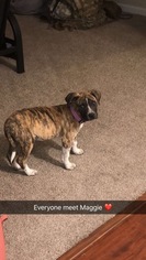 American Mastiff-American Pit Bull Terrier Mix Puppy for sale in JUNCTION CITY, KS, USA