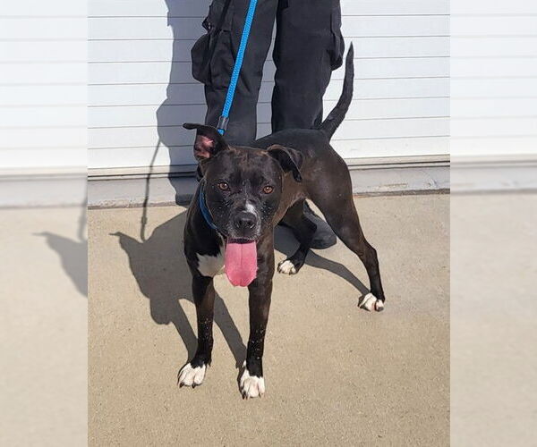 Medium Photo #1 Boxer-Unknown Mix Puppy For Sale in Louisville, KY, USA