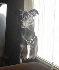 Borador Dogs for adoption in MARION, OH, USA