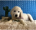 Small Photo #1 English Cream Golden Retriever Puppy For Sale in DOSS, MO, USA
