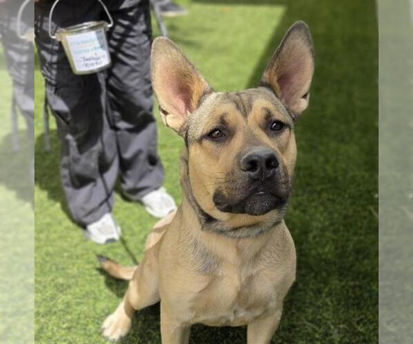Medium Photo #1 German Shepherd Dog-Unknown Mix Puppy For Sale in Las Vegas, NV, USA