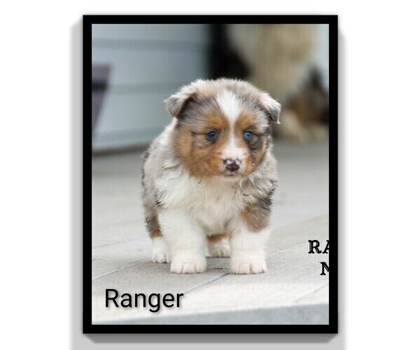 Medium Photo #18 Aussie-Corgi Puppy For Sale in CLARE, MI, USA