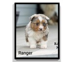 Small #17 Aussie-Corgi
