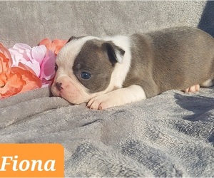 Boston Terrier-Faux Frenchbo Bulldog Mix Puppy for sale in POMEROY, OH, USA
