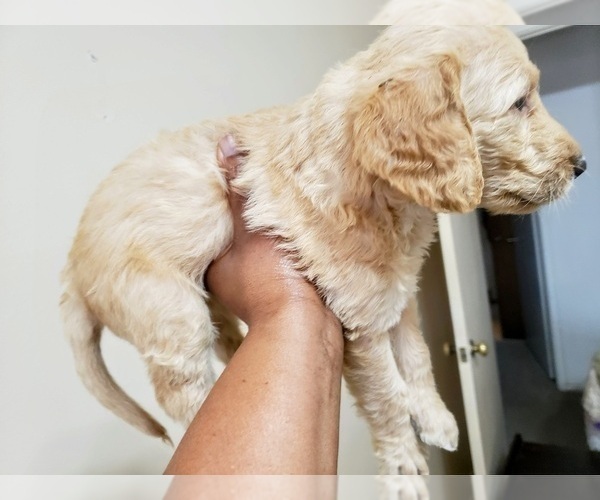 Medium Photo #3 Labradoodle Puppy For Sale in SAN ANTONIO, TX, USA
