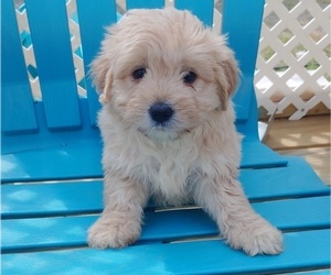 Silky Cocker Puppy for sale in WOBURN, MA, USA