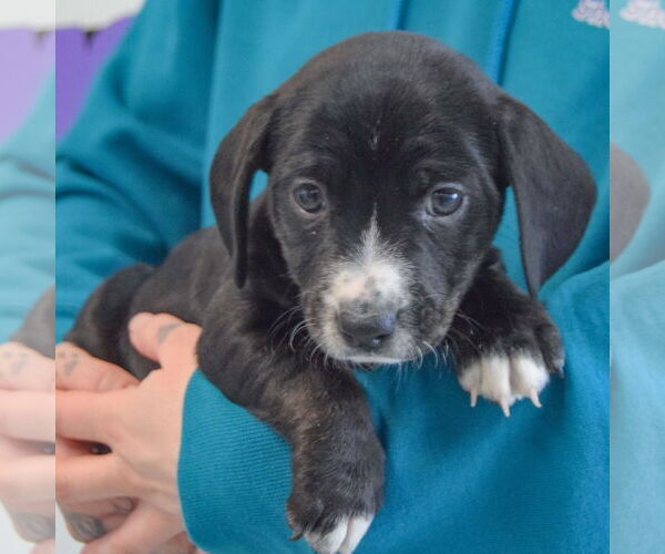 Medium Photo #3 Beagle-Unknown Mix Puppy For Sale in Huntley, IL, USA
