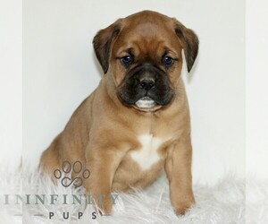 Boxador Puppy for sale in NEW HOLLAND, PA, USA
