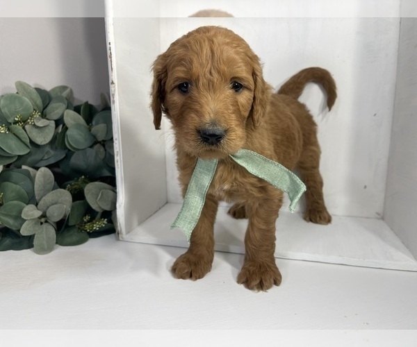 Medium Photo #4 Goldendoodle Puppy For Sale in WOODBURN, IN, USA