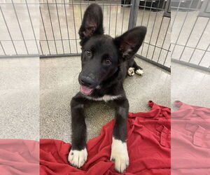 Shollie Dogs for adoption in Davis, CA, USA