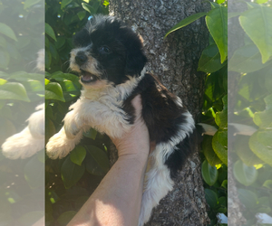 Maltipoo Dog for Adoption in VENETA, Oregon USA