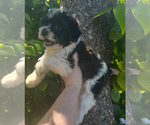 Small Maltipoo