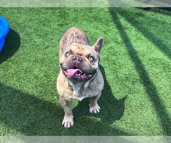 Medium Photo #1 French Bulldog Puppy For Sale in Orange, CA, USA