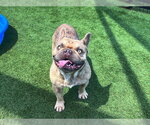 Small French Bulldog