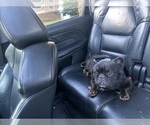 Small Photo #1 French Bulldog Puppy For Sale in SNELLVILLE, GA, USA
