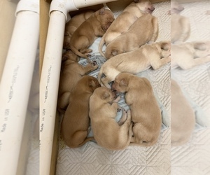 Golden Retriever Puppy for sale in MURFREESBORO, TN, USA