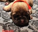 Small Photo #2 Mastiff Puppy For Sale in OXNARD, CA, USA