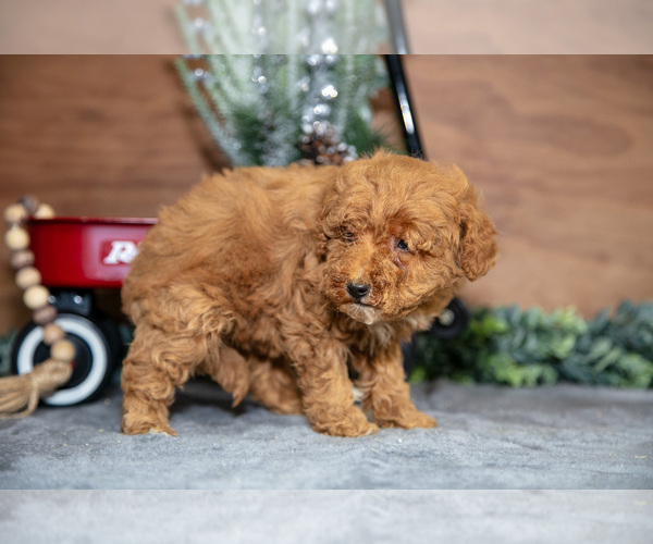 Medium Photo #10 Poodle (Miniature) Puppy For Sale in WOLCOTTVILLE, IN, USA