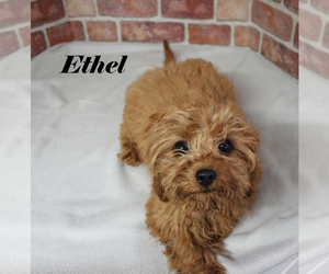Cavapoo Puppy for sale in CHANUTE, KS, USA
