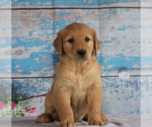 Golden Retriever Puppy for sale in FREDERICKSBG, OH, USA