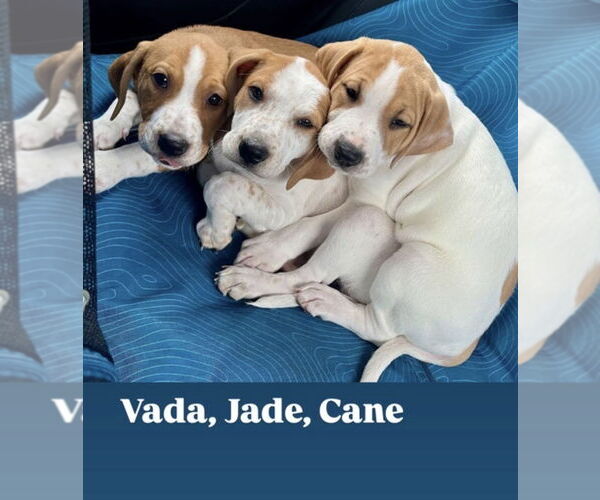 Medium Photo #11 Mutt Puppy For Sale in Wenonah, NJ, USA