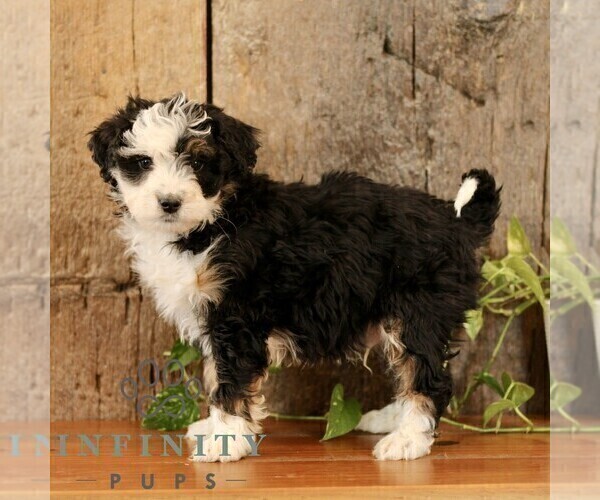 Medium Photo #3 Bernedoodle (Miniature) Puppy For Sale in NARVON, PA, USA