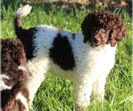 Small Photo #7 Poodle (Standard) Puppy For Sale in LINDEN, TN, USA