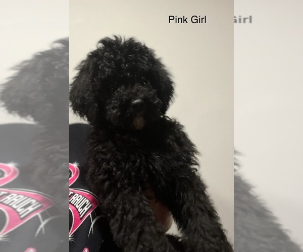 Medium Photo #9 Bernedoodle Puppy For Sale in PEARL CITY, IL, USA