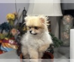 Small Photo #5 Pomeranian Puppy For Sale in DENVER, CO, USA