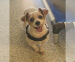 Small Parson Russell Terrier Mix