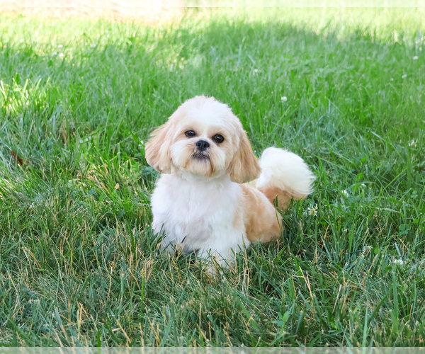 Medium Photo #1 Shih Tzu Puppy For Sale in SYRACUSE, IN, USA