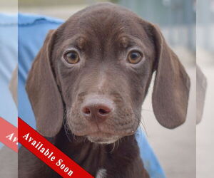Bagle Hound Dogs for adoption in Huntley, IL, USA