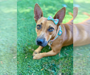 Mutt Dogs for adoption in Sandy, UT, USA