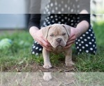 Small Photo #7 American Bully Puppy For Sale in SANTA CRUZ, CA, USA